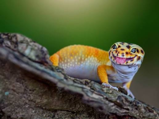 Leopard Gecko Captive Bred - Tremper Albino