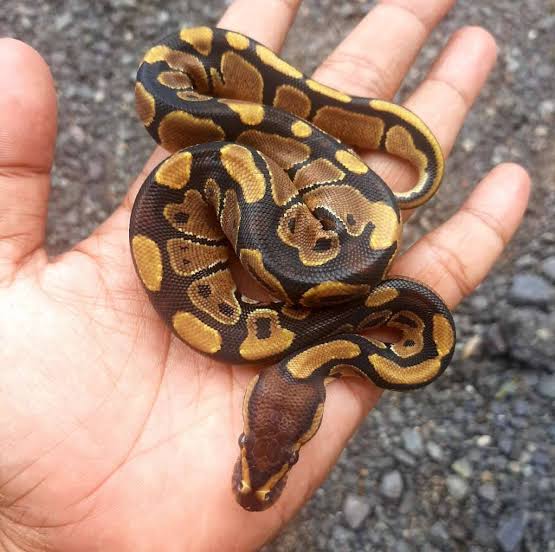Ball Python